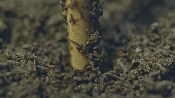 Use Stick Make Hole Seeds Buried Undergroundtake Hemp Seeds Place — Stock Video
