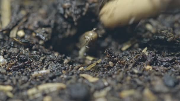 種が地下に埋められるように穴を開けるためにスティックを使用してください麻の種を取り 穴に入れて土壌を覆う 土を多肉植物にするためのスプレーで水 — ストック動画