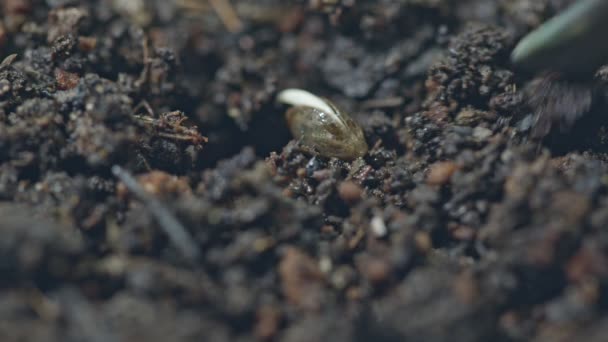 Sementes Cannabis Incubadas Com Tecidos Por Dias Raízes Começaram Germinar — Vídeo de Stock