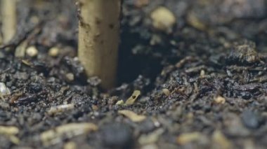 Toprağı biraz daha derin delmek için çubuk kullan. Tohumların toprağa gömülmesi için ganache tohumlarını deliğe koy ve toprağı ört, sonra onları hafifçe sulamak için bir duş al..