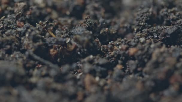Используйте Палочку Еды Просверлить Немного Глубоко Почве Семян Которые Будут — стоковое видео