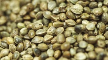 Çok sayıda kenevir tohumu yığının içine döküldü... eski bitkilerden toplanan kenevir tohumları çiftçilere ve ekimlere satılabilir..