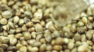 Çiftçilere satılacak mükemmel kenevir tohumlarını ayırmak için cam çubuklar kullanın... eski bitkilerden toplanan esrar tohumları çiftçilere satılabilir... yavaş çekimde çekim yapmak için...