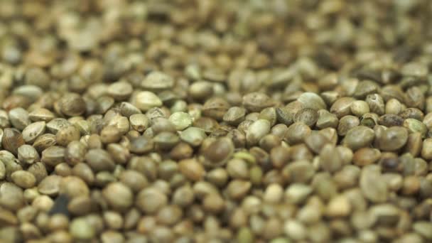 Zahlreiche Cannabis Samen Wurden Haufen Gegossen Haufen Von Cannabis Samen — Stockvideo
