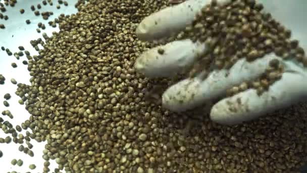 Многочисленные Семена Конопли Высыпаны Кучи Куча Семян Конопли Собранных Старых — стоковое видео