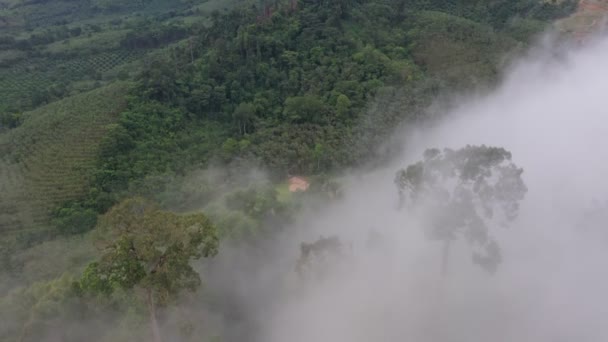 Slow Floating Fog Blowing Cover Mountain Look Sea Mist Beautiful — Stock Video