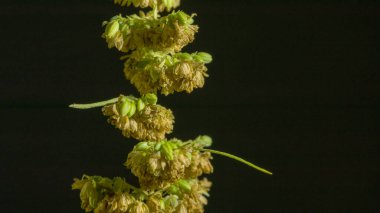 Erkek kenevir çiçekleri tomurcuklanıyor ve döllenme için dişi bitkiye bırakılıyor..