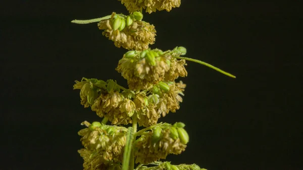 Flores Cânhamo Masculino Estão Plena Floração São Liberados Para Planta — Fotografia de Stock