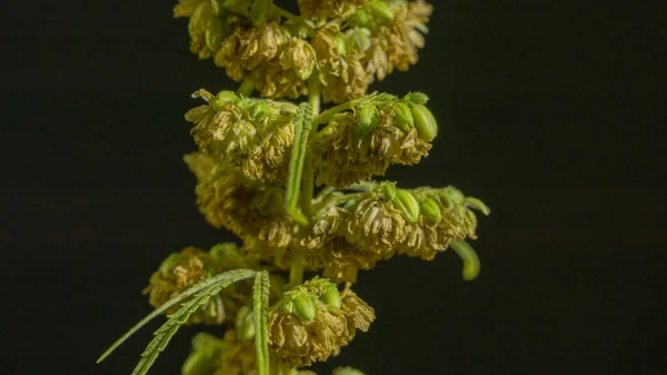 Hímivarú Kendervirágok Teljesen Kivirágzottak Nőstény Növénybe Kerülnek Megtermékenyítésre — Stock Fotó