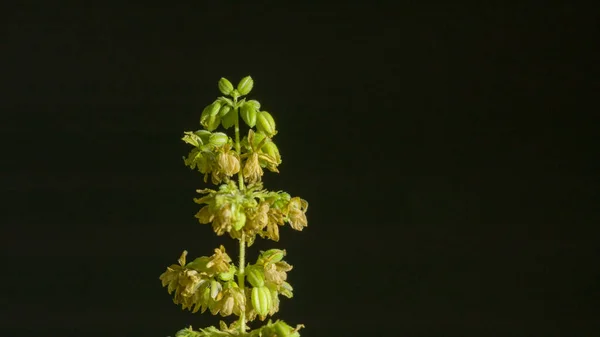 Samčí Květy Konopí Jsou Plném Květu Jsou Vypuštěny Samičího Hnojení — Stock fotografie