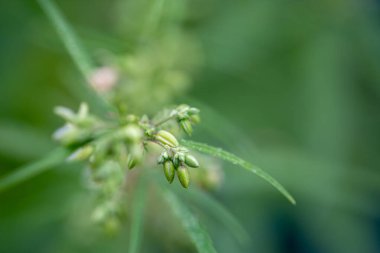 Erkek kenevir çiçekleri tomurcuklanıyor ve döllenme için dişi bitkiye bırakılıyor.