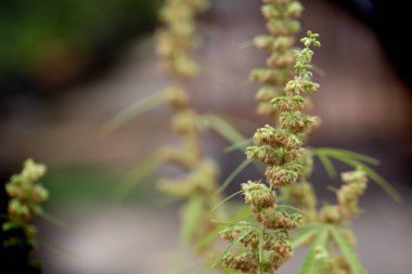 Erkek kenevir çiçekleri tomurcuklanıyor ve döllenme için dişi bitkiye bırakılıyor.