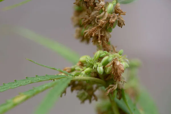 Las Flores Cáñamo Macho Están Plena Floración Liberan Planta Femenina —  Fotos de Stock