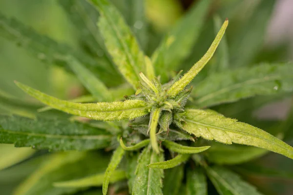 Mannelijke Hennepbloemen Zijn Volle Bloei Worden Vrijgegeven Aan Vrouwelijke Plant — Stockfoto