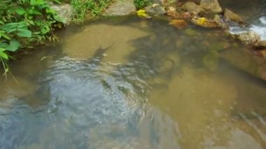 Çiftleşme mevsiminde yumurtlamak için akıntıya karşı yüzen büyük bir yayın balığı grubu. Tropikal ormanlarda doğanın bolluğu. Balıklarla dolu verimli bir akarsu..