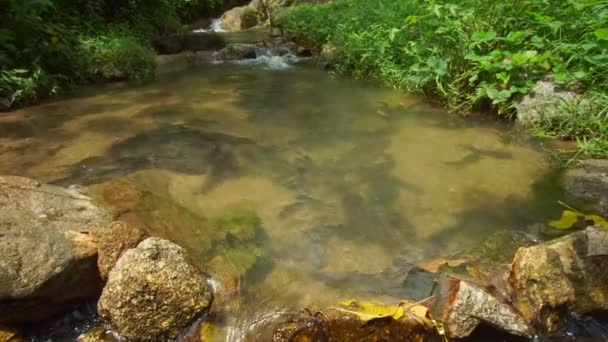 Grande Grupo Bagres Nadar Rio Acima Para Desovar Fundo Season — Vídeo de Stock