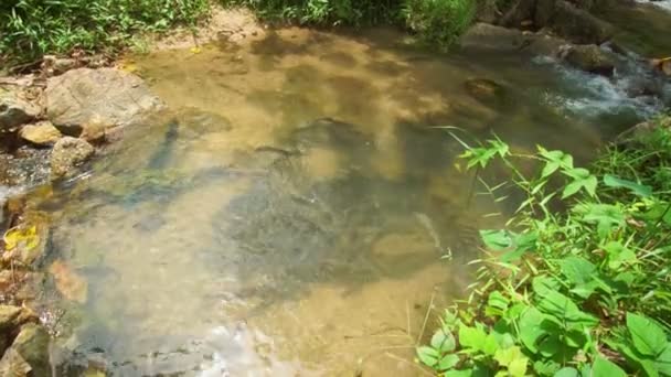 大規模な群のナマズが遡上し 繁殖期に産卵します 滝の背景熱帯林には豊かな自然があり 豊かな魚の背景があります — ストック動画