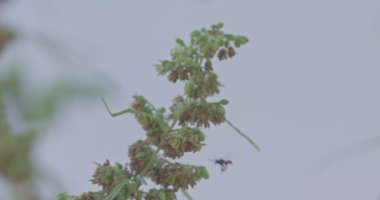Böcekler, arılar, kenevir çiçeklerinin etrafında daireler çizen arılar. Arılar doğal olarak kenevir çiçekleri. Kenevir poleni erkek özgeçmişi. Tayland Tarım 'da esrar yetiştiriyorlar..