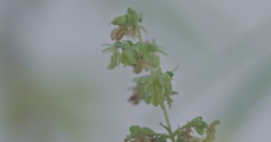 Böcekler, arılar, kenevir çiçeklerinin etrafında daireler çizen arılar. Arılar doğal olarak kenevir çiçekleri. Kenevir poleni erkek özgeçmişi. Tayland Tarım 'da esrar yetiştiriyorlar..