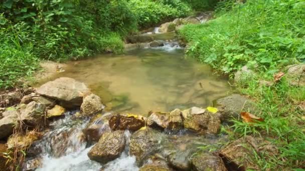 Gran Grupo Bagres Nadan Río Arriba Para Desovar Fondo Cascada — Vídeo de stock
