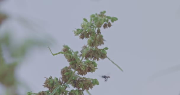 Insecten Bijen Cirkelen Rond Cannabis Bloeien Bijen Zwermen Cannabis Bloemen — Stockvideo