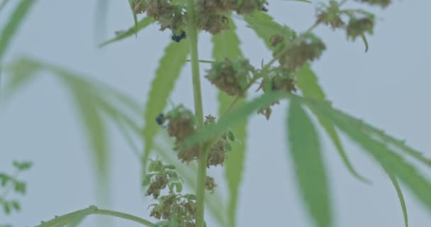 Rovarok Méhek Köröz Kannabisz Virágok Méhek Nyüzsgő Kannabisz Virágok Természetes — Stock videók