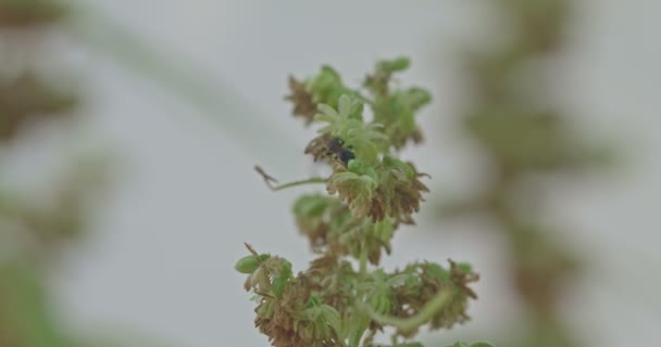 ミツバチ 大麻の花の周りを旋回します ミツバチは大麻の花を自然に繁殖させます 大麻花粉男性の背景タイ農業で大麻を栽培 — ストック動画