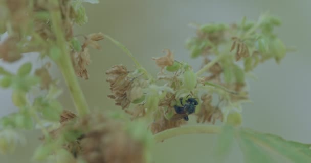 Насекомые Пчелы Кружащиеся Вокруг Конопли Flowers Bees Кишит Цветами Конопли — стоковое видео