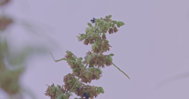 Насекомые Пчелы Кружащиеся Вокруг Конопли Flowers Bees Кишит Цветами Конопли — стоковое видео