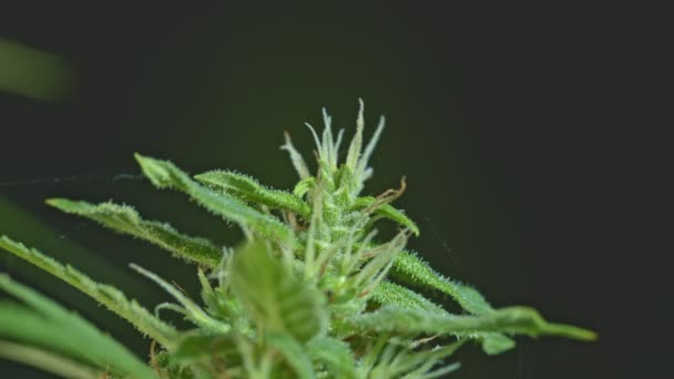 Sementes Canábis Arbustos Cânhamo Sativa Cultivar Cannabis Cbd Fundo Escuro — Vídeo de Stock