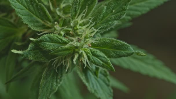 Cannabis Flowering Seeds Sativa Hemp Bushes Growing Cbd Cannabis Dark — Stock Video