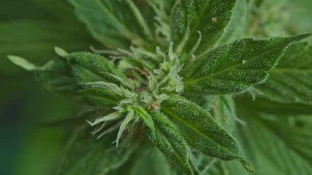 Cannabis Bloeiende Zaden Sativa Hennepstruiken Cbd Wiet Kweken Donkere Achtergrond — Stockvideo
