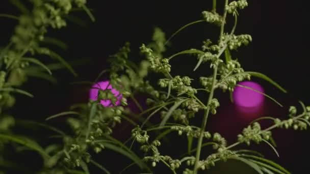 Male Hemp Flowers Full Bloom Released Female Plant Fertilization Male — Stock Video