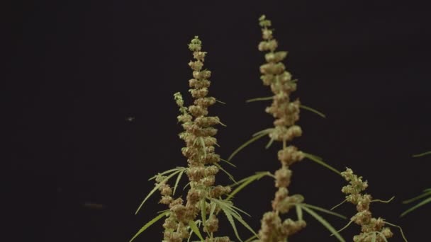 Mannelijke Hennepbloemen Zijn Volle Bloei Worden Vrijgegeven Aan Vrouwelijke Plant — Stockvideo