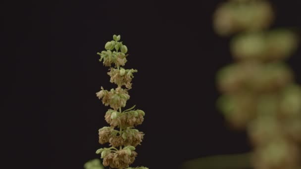 Mannelijke Hennepbloemen Zijn Volle Bloei Worden Vrijgegeven Aan Vrouwelijke Plant — Stockvideo