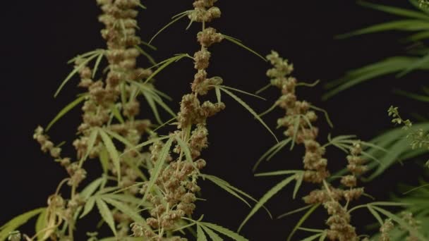 雄麻花盛开 被释放到雌株上施肥 雄麻花的培育是为了获得种子 大麻植物 大麻药叶 — 图库视频影像