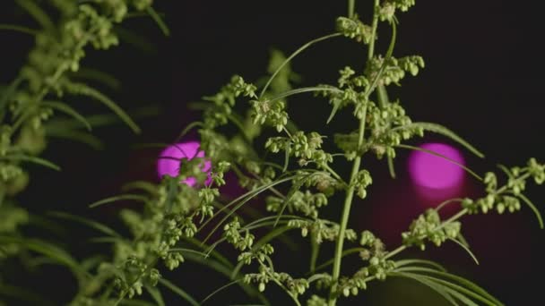 雄麻花盛开 被释放到雌株上施肥 雄麻花的培育是为了获得种子 大麻植物 大麻药叶 — 图库视频影像