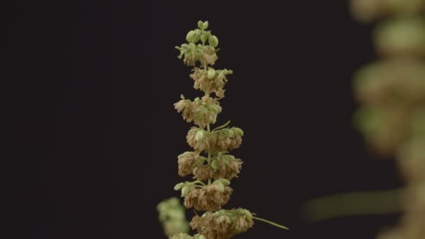 Las Flores Masculinas Cáñamo Están Plena Floración Liberan Planta Femenina — Vídeo de stock