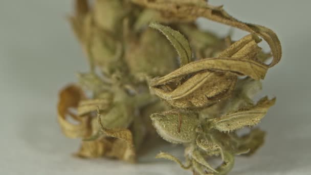 Close Λεπτομέρειες Για Άνθη Ξηρής Μαριχουάνας Καλλιέργεια Cbd Κάνναβη Υγειονομική — Αρχείο Βίντεο