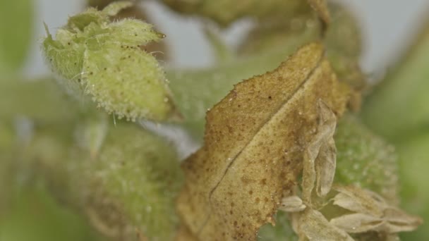 Close Details Balance Marijuana Flowers Trichomes Substances Often Found Inflorescences — Stock Video