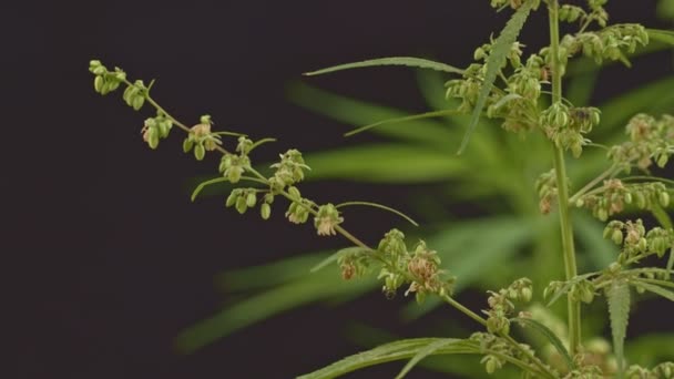 Mannelijke Hennepbloemen Zijn Volle Bloei Worden Vrijgegeven Aan Vrouwelijke Plant — Stockvideo