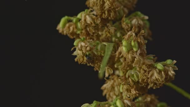 Mannelijke Hennepbloemen Zijn Volle Bloei Worden Vrijgegeven Aan Vrouwelijke Plant — Stockvideo