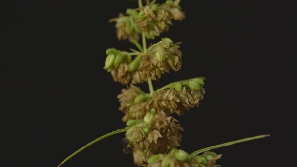 Квіти Конопель Чоловічої Статі Повністю Цвітуть Випускаються Жіночу Рослину Запліднення — стокове відео