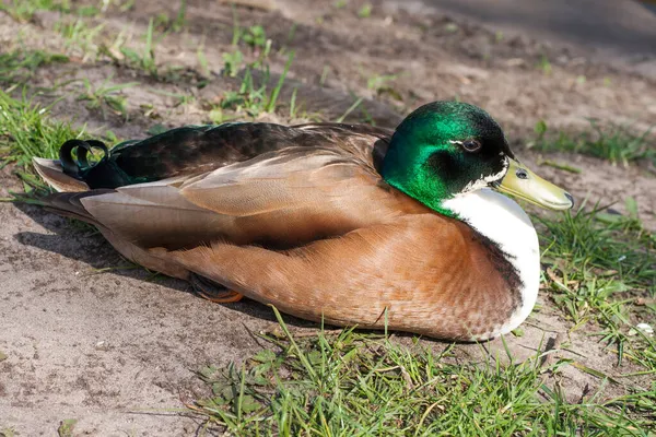 Duck on the shore separately — Stock Photo, Image