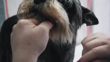 Bir kuaför saçını kestirirken bir köpeği tarar.