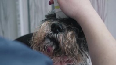 Bir kuaför minyatür bir schnauzer makaslar..