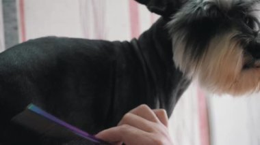 Bir kuaför saçını kestirirken bir köpeği tarar.