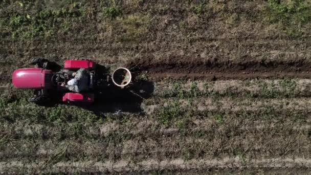 Rolnik kopie ziemniaki małym ciągnikiem — Wideo stockowe