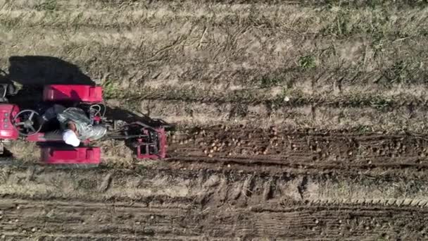 Landwirt gräbt mit kleinem Traktor Kartoffeln aus — Stockvideo