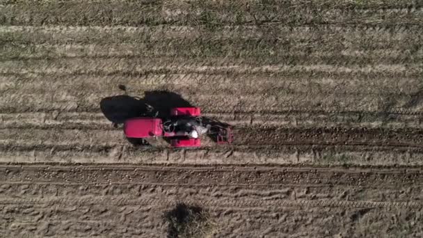 Landwirt gräbt mit kleinem Traktor Kartoffeln aus — Stockvideo